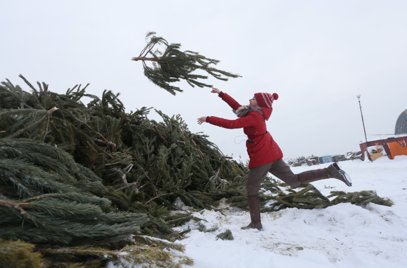 С 15 января в Подмосковье стартует экологическая акция «Подари своей елке вторую жизнь»