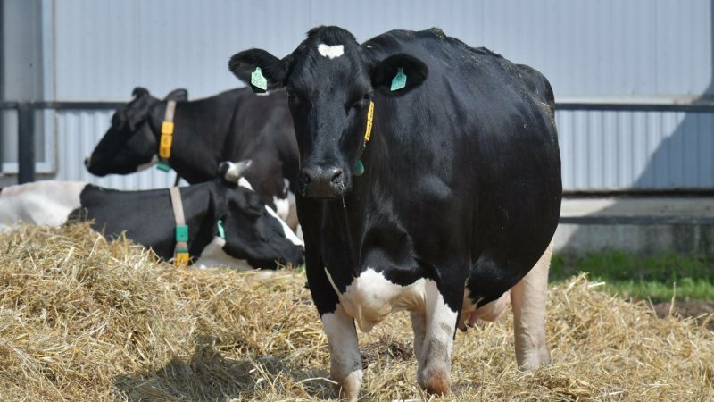 В Подмосковье впервые в стране клонированная корова произвела потомство