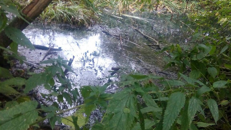 Компания из Лобни получила предостережение от Минэкологии за загрязнение реки