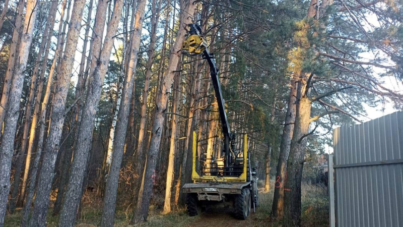 Более четырех тысяч аварийных деревьев уберут в подмосковных лесах в следующем году