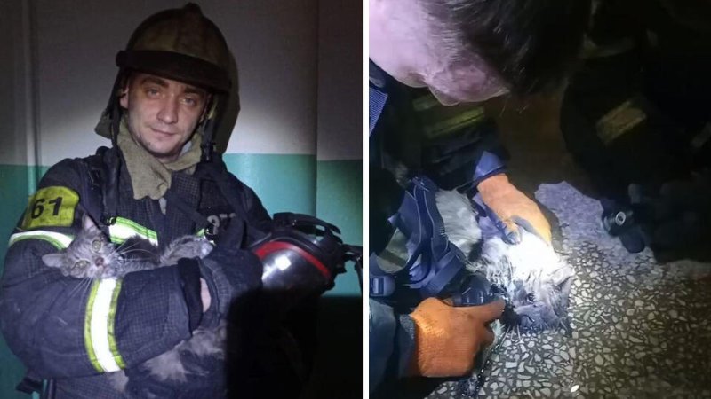 Двух кошек спасли на пожаре в Орехово-Зуево: видео