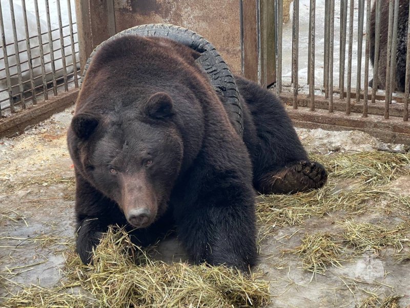 В Ленинском районе Подмосковья спасли медведя, застрявшего в покрышке: видео