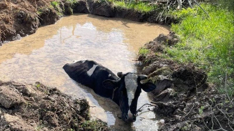 В Шаховской спасатели вытащили корову из глубокой ямы с водой