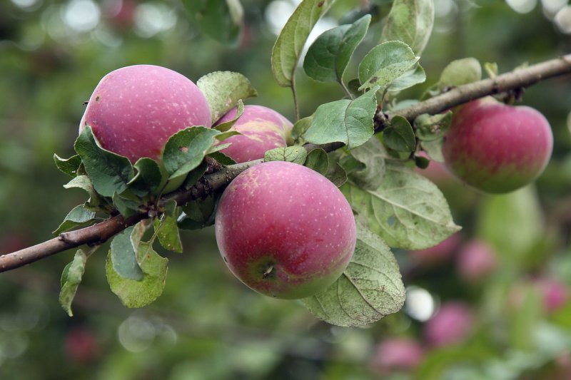 Жительница Орехово-Зуево донесла на питомник из-за названия сорта яблони