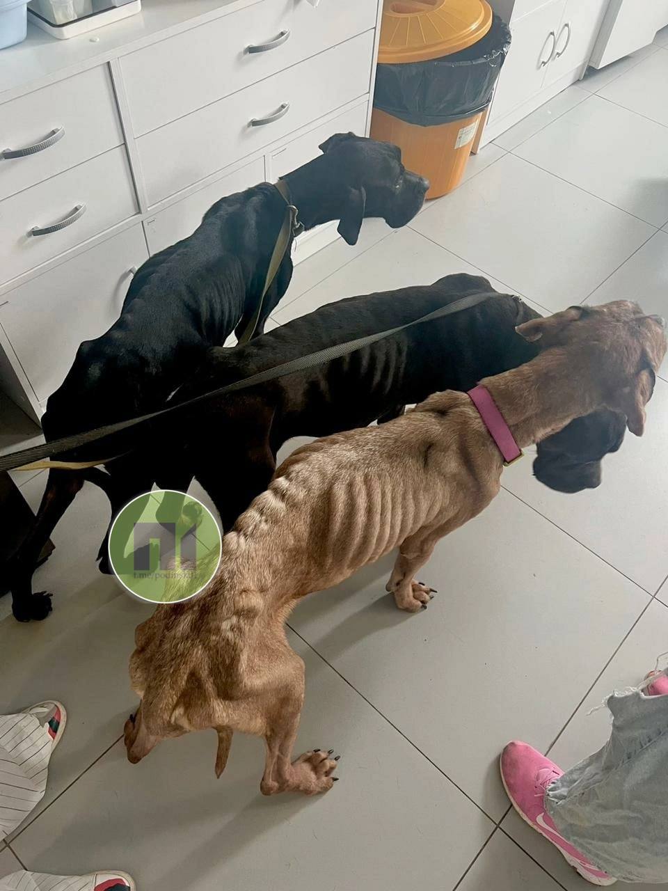 В Чехове волонтёры спасли умирающих от голода собак породы кане-корсо