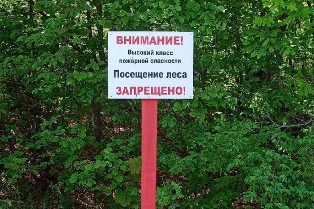 С 16 по 19 июня на посещение лесов в Подмосковье вводится запрет