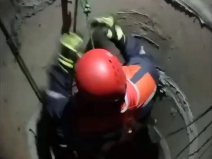В Подольске спасатели достали кота, упавшего в 8-метровый колодец: видео