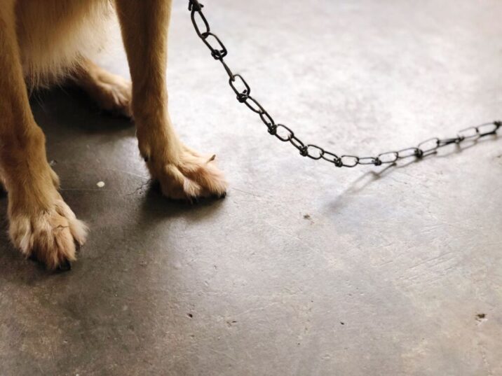 Неадекватные пенсионерки в Наро-Фоминске связали пса, чтобы провести странный обряд