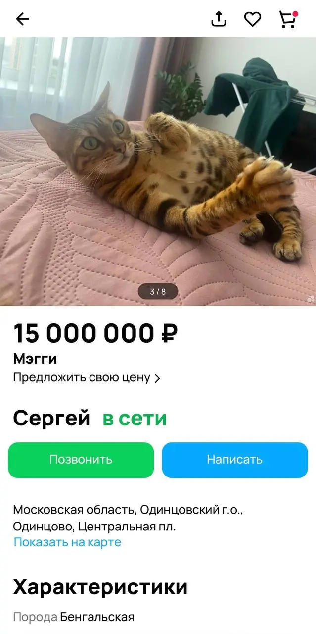 В Одинцово за 15 миллионов рублей продают бенгальскую кошку