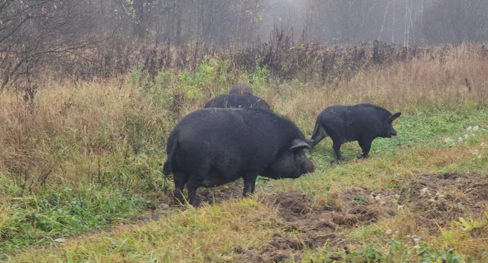 Подмосковную деревню под Серпуховым терроризируют бродячие свиньи