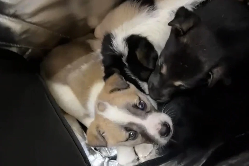 Полицейские из Подольска спасли брошенных щенков: видео