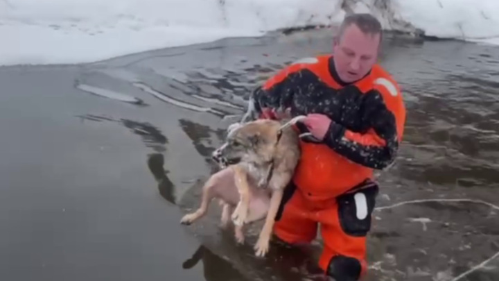 В Павловском Посаде спасли собаку, провалившуюся под лёд: видео 