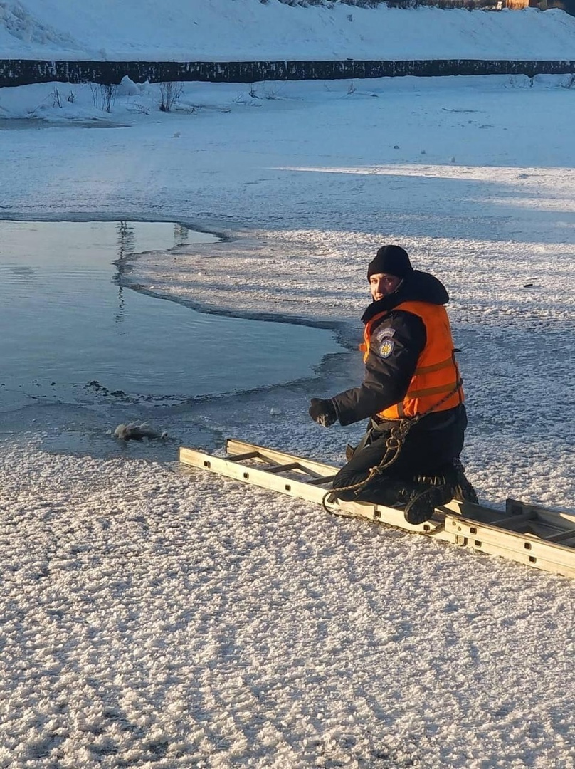 В Наро-Фоминске спасли утку, вмерзшую в лед Нары