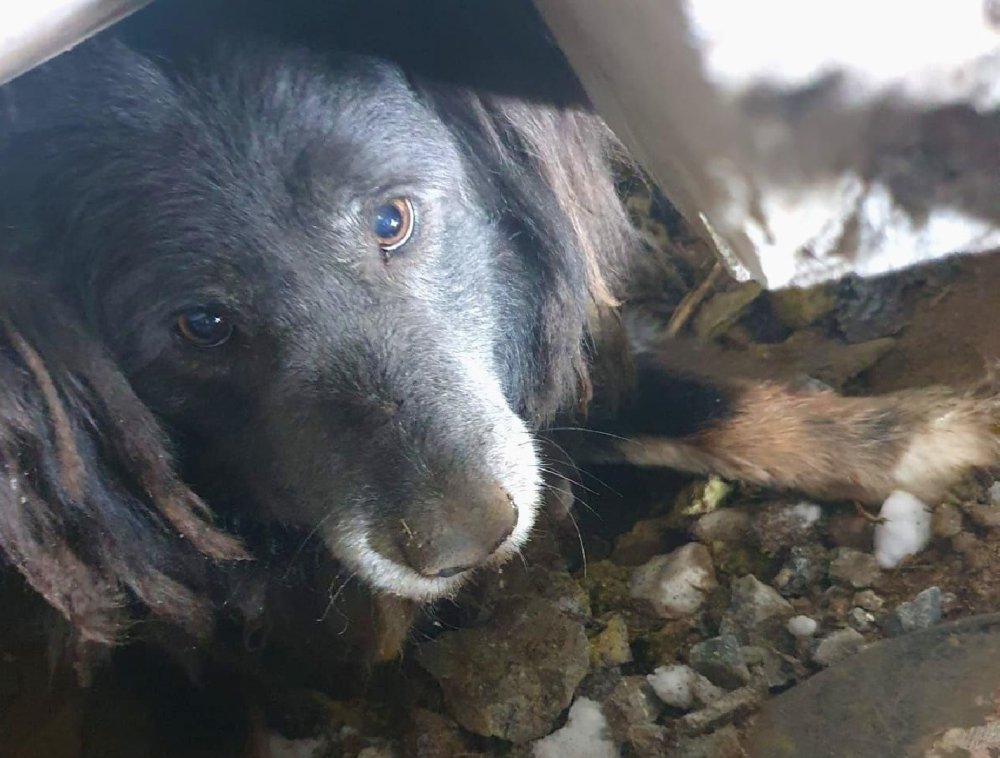 В Лобне спасатели вызволили двух собак: видео