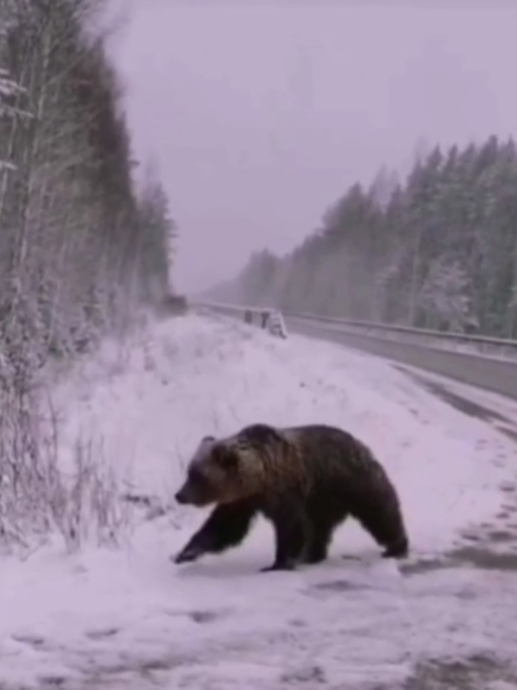 Крупного медведя встретили под Зарайском в Подмосковье: видео