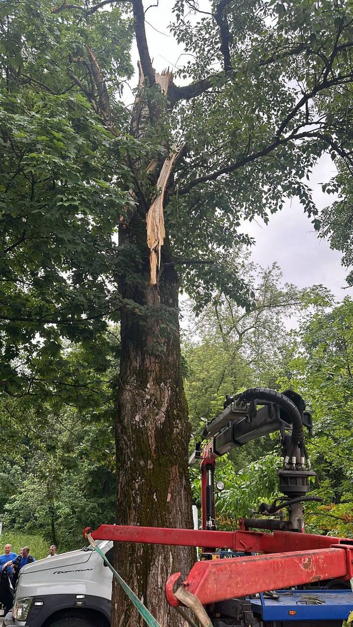 Упавшее дерево в Щелково убило пенсионера и ребёнка: видео