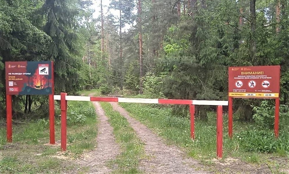 В Подмосковье ввели ограничения на пребывание в лесах