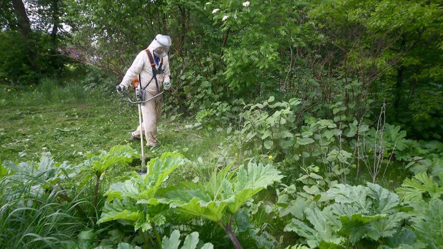 В Подмосковье могут увеличить штраф за борщевик