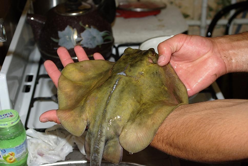 В Бронницах спасли женщину, уколовшуюся шипом ската