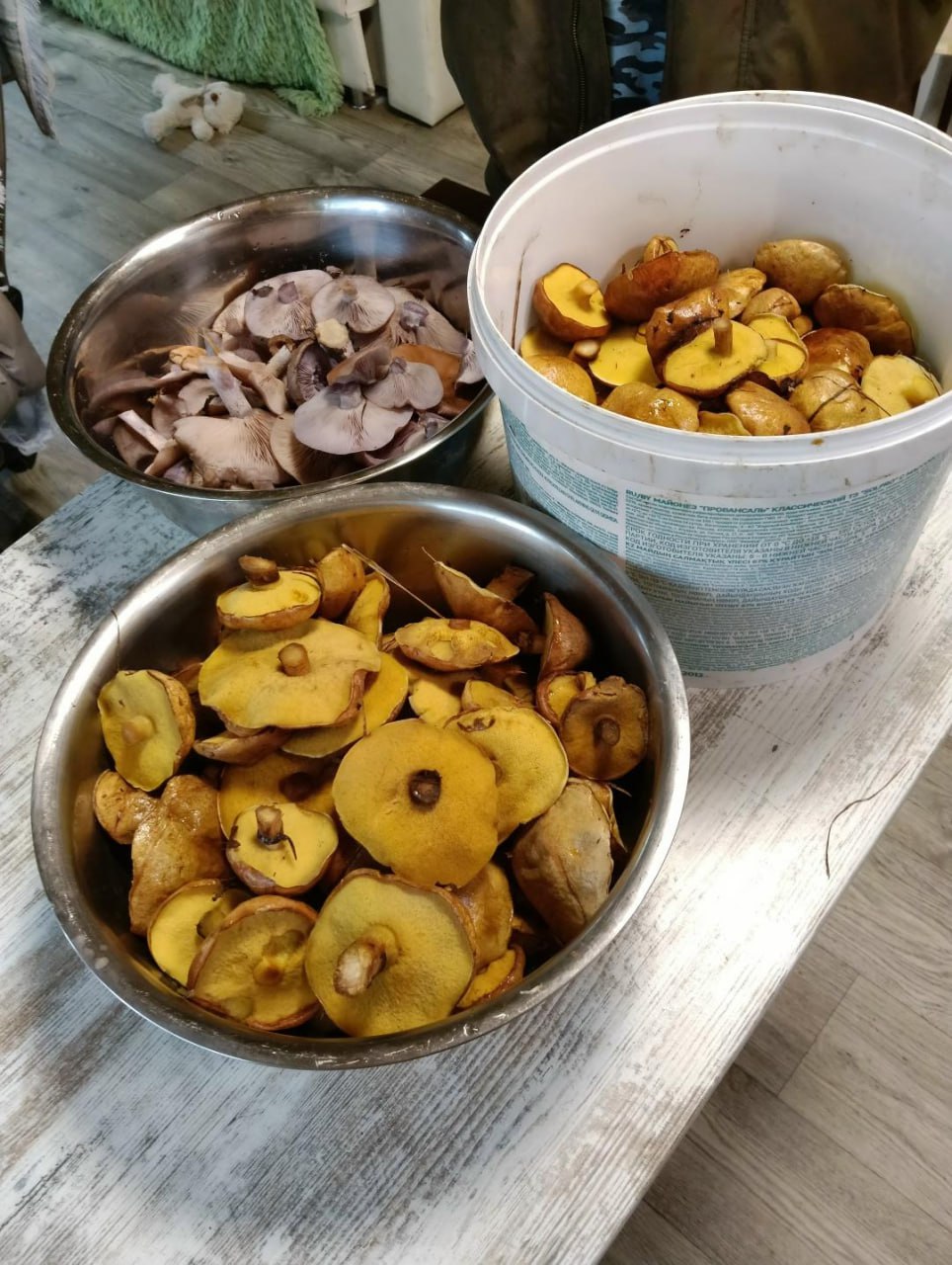 В Подмосковье снова начался грибной бум