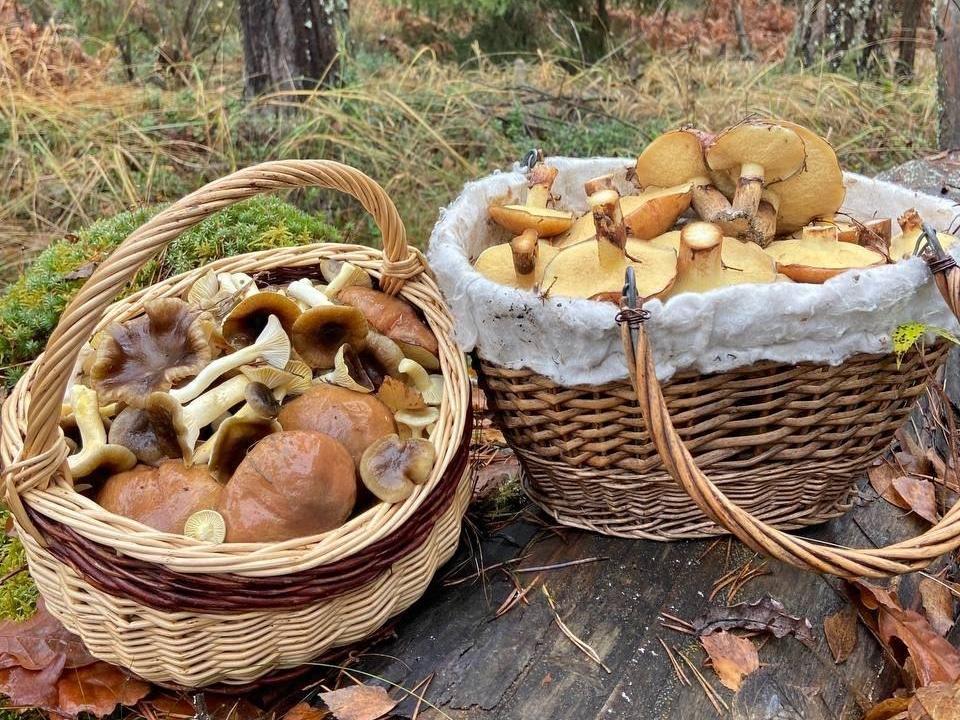 В Подмосковье снова начался грибной бум