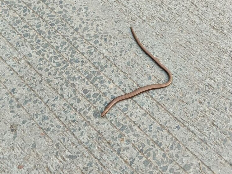 Змеи в Подмосковье никак не уйдут в спячку из-за слишком теплой осени