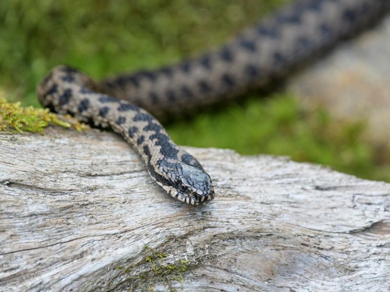Змеи в Подмосковье никак не уйдут в спячку из-за слишком теплой осени