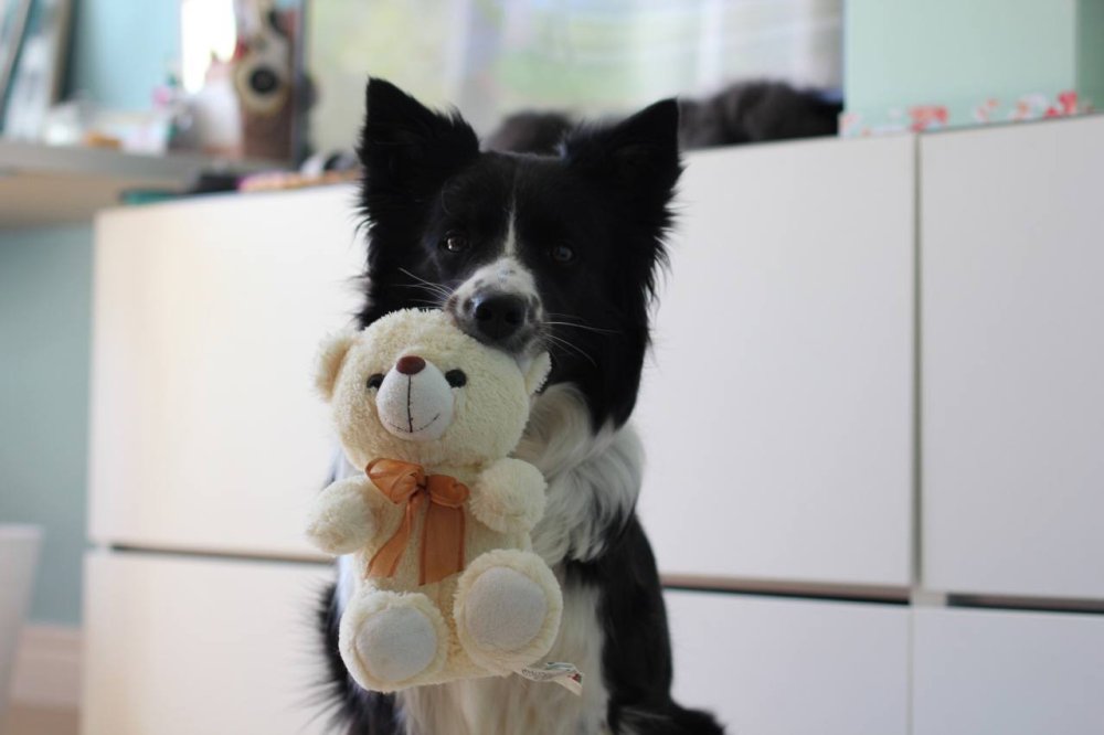 В Новой Москве задержали мужчину, похитившего и убившего бордер-колли