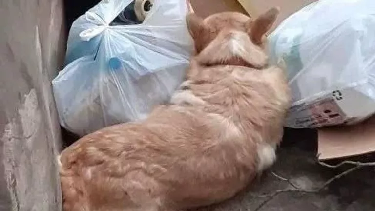 В Люберцах нашли выброшенную в мусорный контейнер живую собаку породы корги