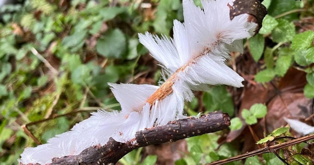 В Щелково из-за аномальной погоды появилась "ледяная шерсть"