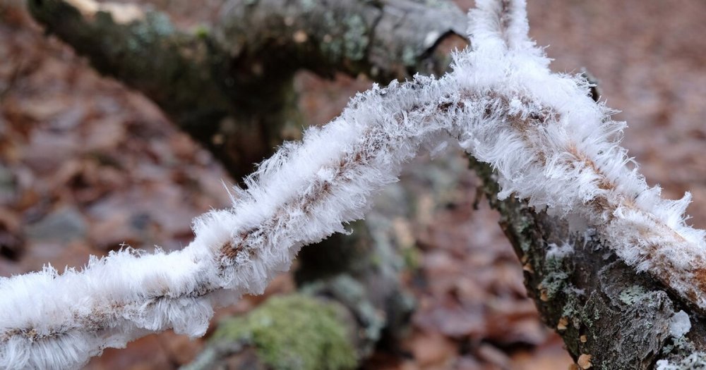 В Щелково из-за аномальной погоды появилась "ледяная шерсть"