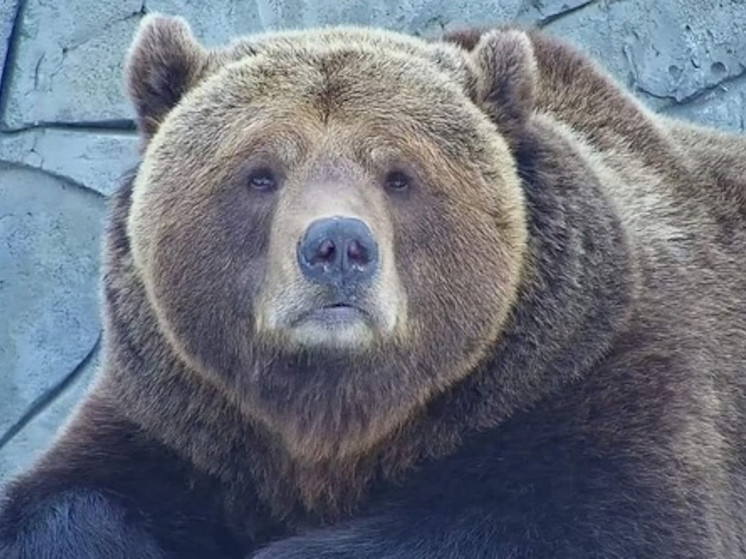 Медведь, напугавший жителей Подмосковья, оказался фейком