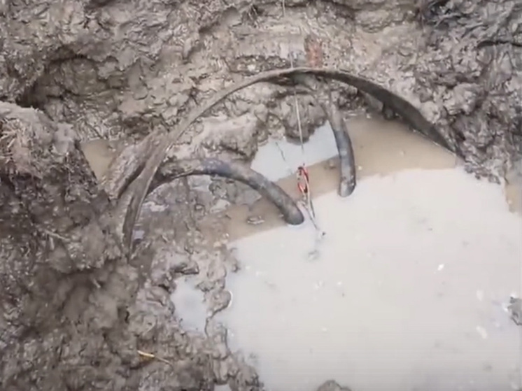 В Подмосковье нашли древнейшее колесо