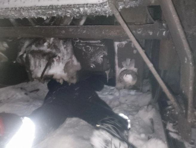 В Кашире спасателям удалось извлечь живым из-под поезда мужчину