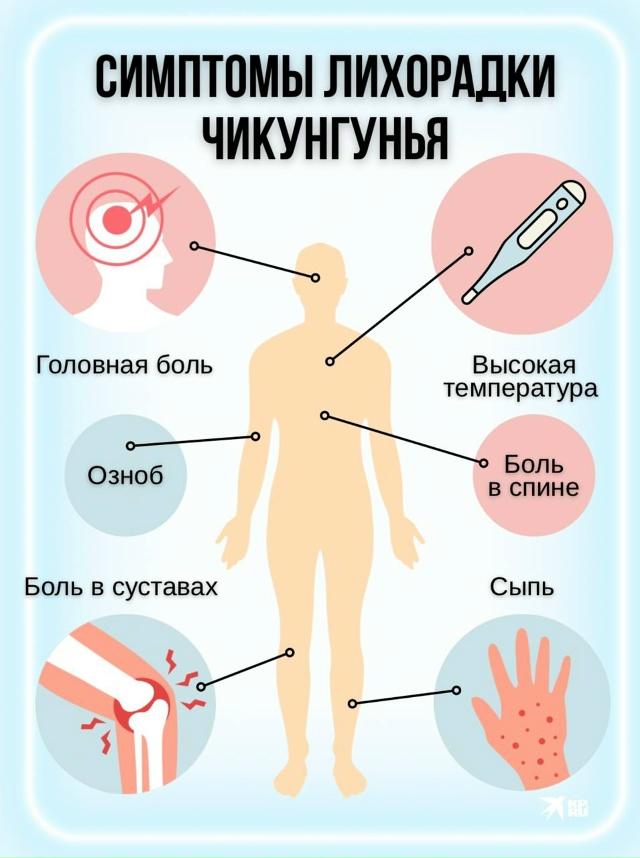 В Подмосковье выявили больных оспой обезьян и лихорадкой чикунгунья
