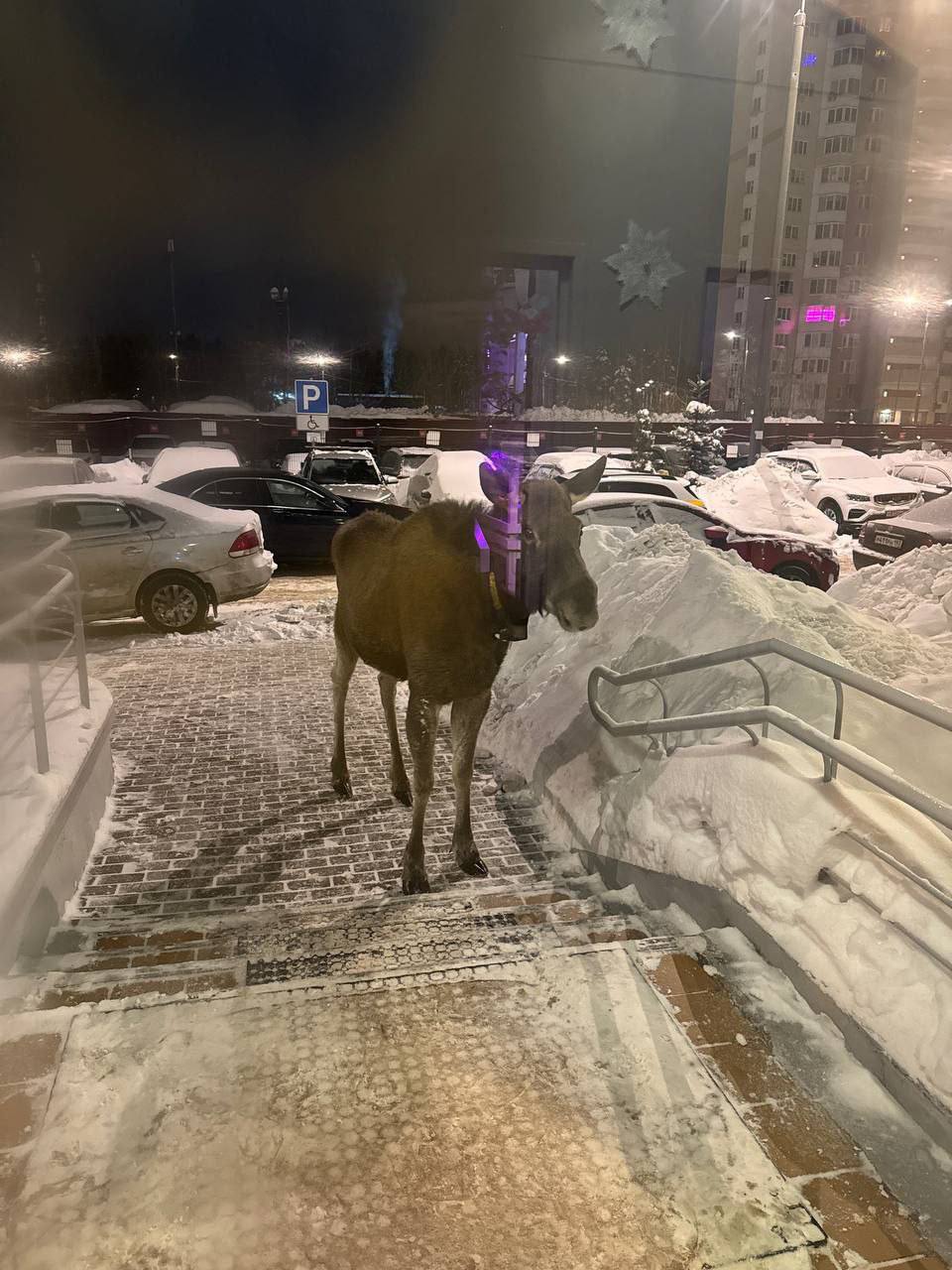 Подмосковные лесничие рассказали о правилах поведения при встрече с лосями