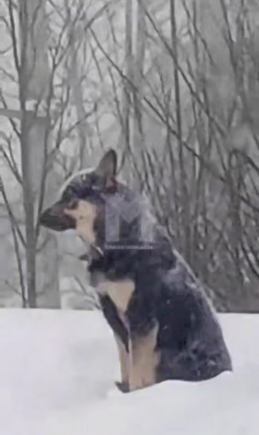 "Хатико" из Ступино обрёл новый дом