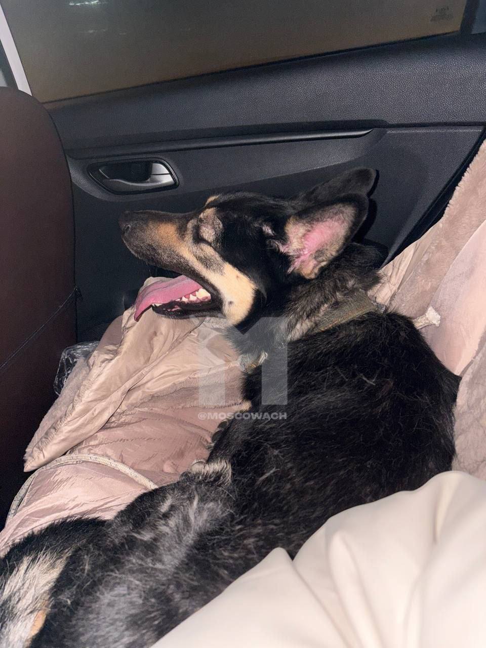 "Хатико" из Ступино обрёл новый дом