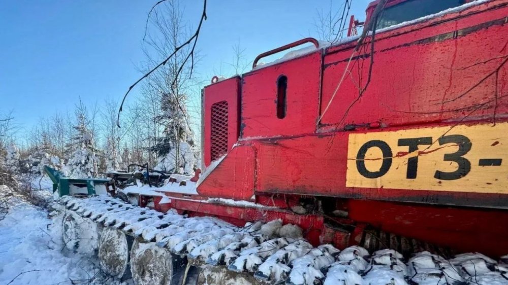 Можайский лес омолодят: 343 гектара получат "прополку" для богатырского роста