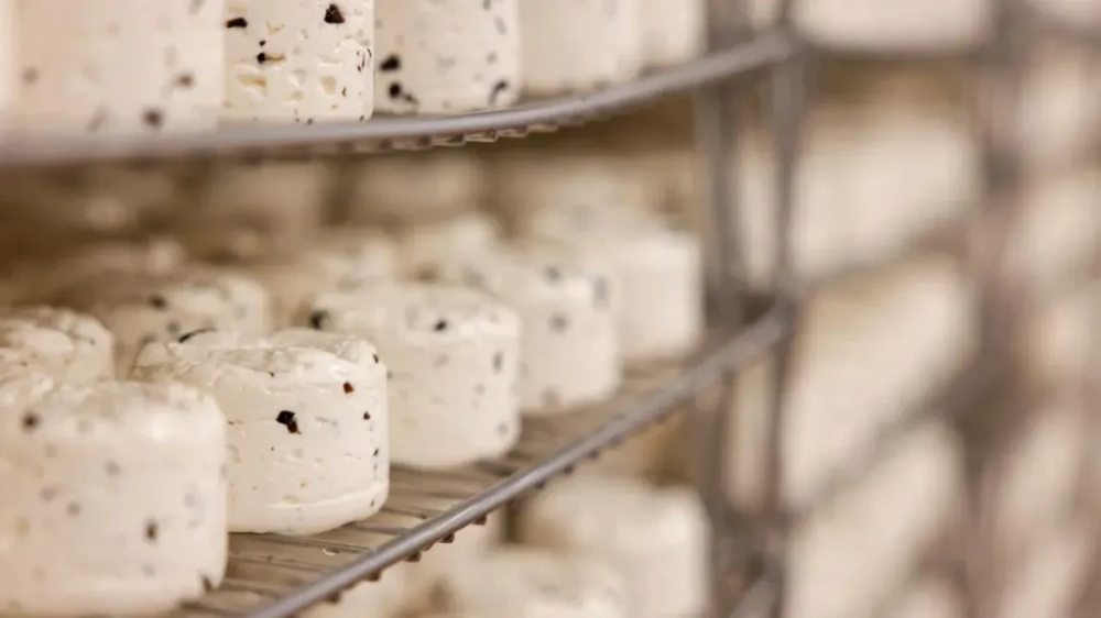 Камамбер из Высоково: чеховские сыровары взяли премию Сбера, обойдя тысячи конкурентов
