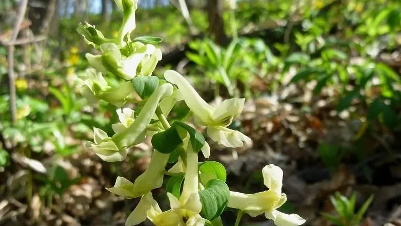 Красная весна: за подснежники в Подмосковье теперь можно лишиться миллиона