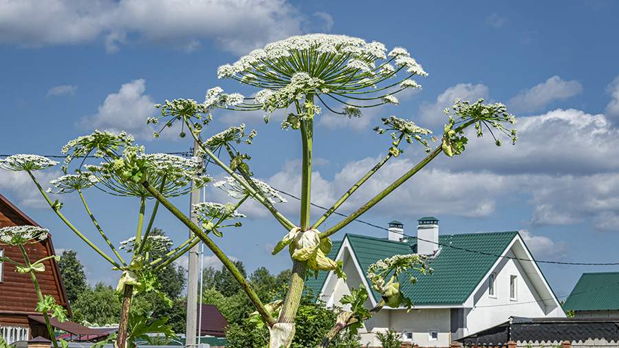 До 50 тысяч рублей: дачников Подмосковья предупредили о крупных штрафах за борщевик