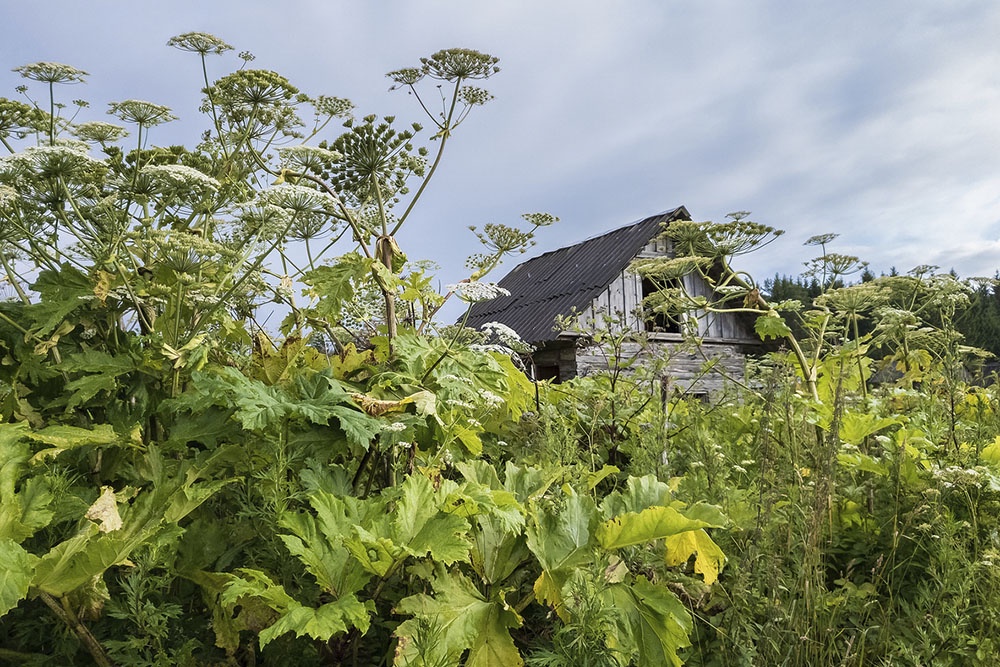 До 50 тысяч рублей: дачников Подмосковья предупредили о крупных штрафах за борщевик