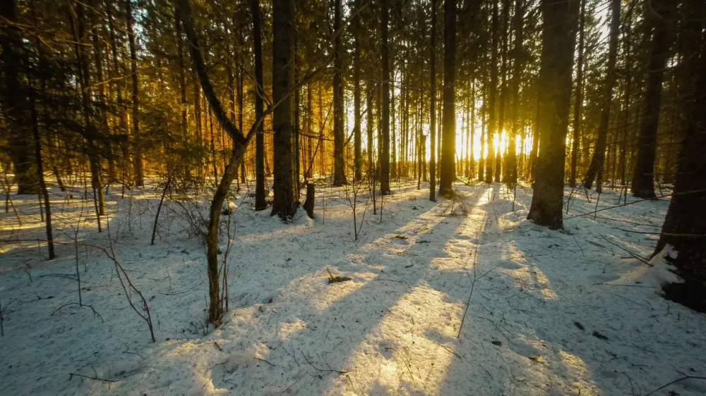 Грибной бум в Подмосковье: снежная зима сулит рекордный урожай сморчков и белых
