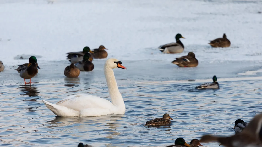 Смертельная забота: орнитолог предупредила, почему уток и лебедей нельзя кормить хлебом