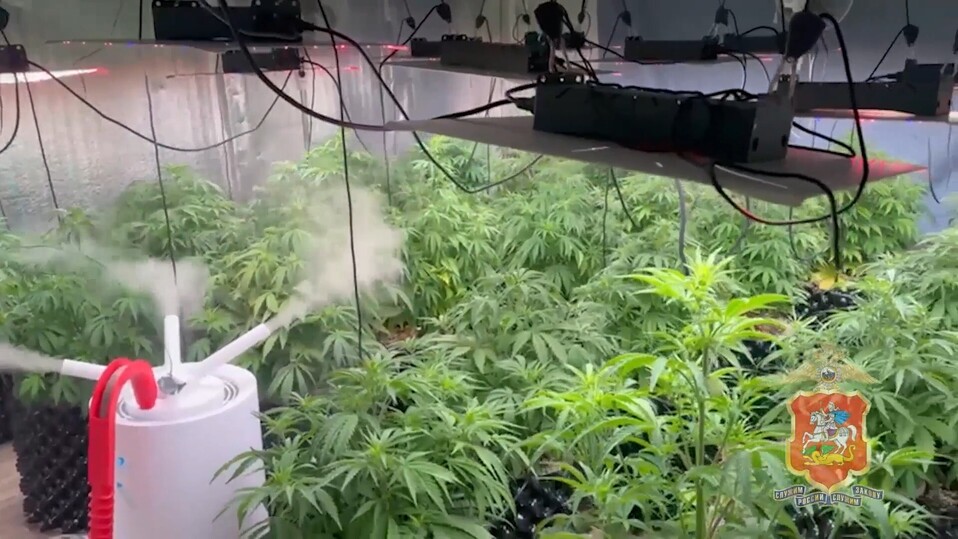 В Чехове задержали мужчину, выращивающего марихуану