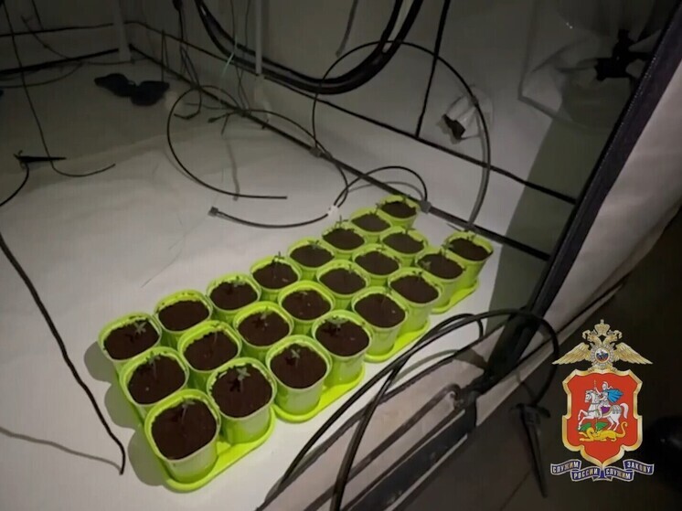 В Чехове задержали мужчину, выращивающего марихуану