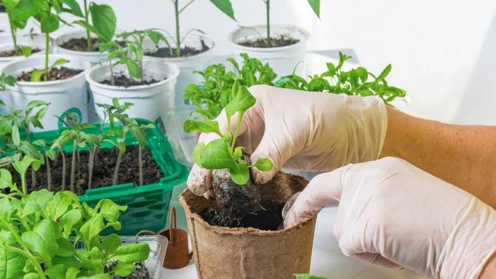 Салат на подоконник не ставь: подмосковный эксперт рассказала, как вырастить зелень без горечи