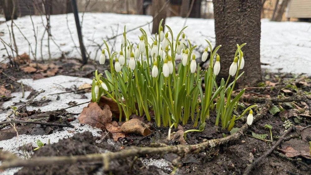 Подмосковье накроет +20: синоптики пообещали четыре дня почти летнего тепла