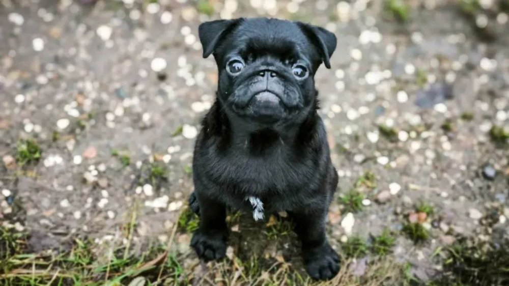 Прививка в двух шагах от дома: в Можайском округе стартуют выездные вакцинации животных